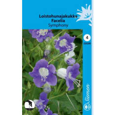 Largeflower phacelia Symphony