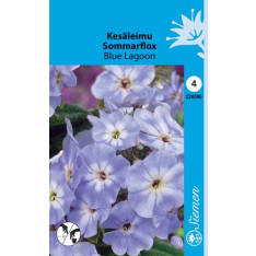 Annual phlox Blue Lagoon