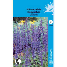 Mealycup sage Victoria