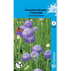 Sweet scabious Lavenderblue