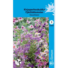 Butterfly flower Excelsior