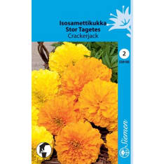 African marigold Crackerjack