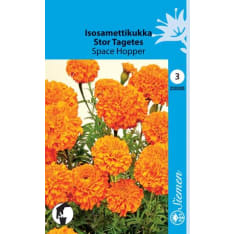 African marigold Space Hopper