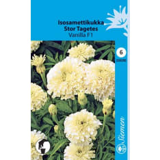 African marigold Vanilla F1