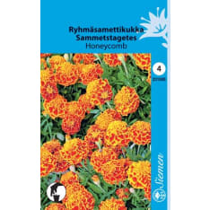 Ryhmäsamettikukka Honeycomb siemen