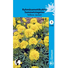 French marigold Yellow Jacket