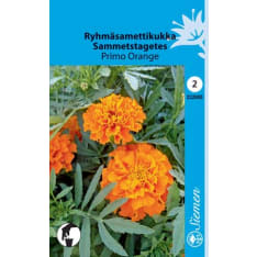 Ryhmäsamettikukka  Primo Orange siemen