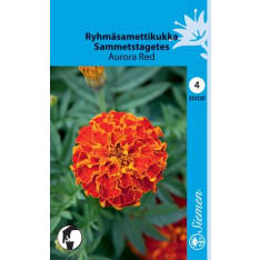 Ryhmäsamettikukka Aurora Red  siemen