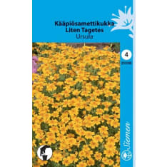 Kääpiösamettikukka Ursula siemen