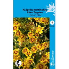Signet marigold Lemon Star