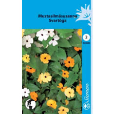 Black-eyed Susan vine mix