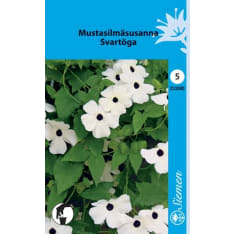 Mustasilmäsusanna valkoinen siemen