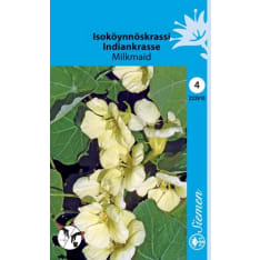 Indian cress Milkmaid