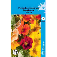 Garden nasturtium Alaska