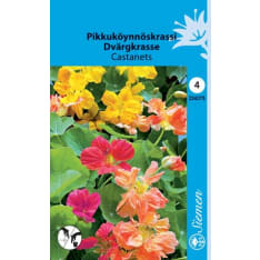 Dwarf nasturtium Castanets sekoite