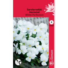 Horned pansy White Perfection