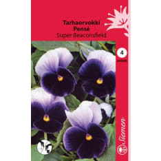 Pansy Super Beaconsfield