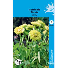 Zinnia Envy