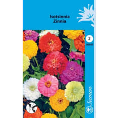 Zinnia mix