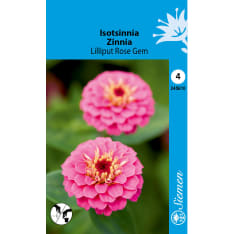 Isotsinnia Lilliput Rose Gem