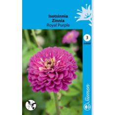 Zinnia Royal Purple