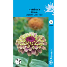 Isotsinnia Queeny Lime Red siemen