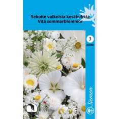 Annual flower mixture white