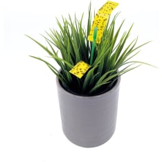 Bug Potted plant trap