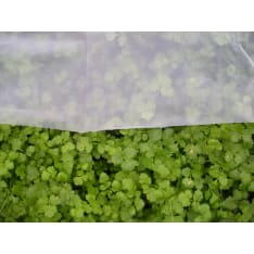 Tarha 7m² pest net