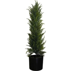 Chic Home Collection Sypressi 80cm tekokasvi
