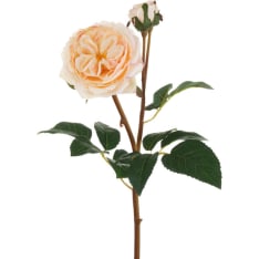 AmandaB Cream rose 55cm