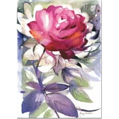 Minna Immonen Fuchsia rose 50x70cm poster