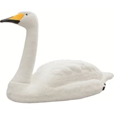 Live Swan joutsenenkuva