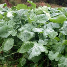 Diana Hirvi 1 kg game field seed mixture