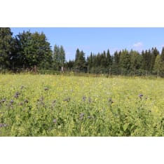 Diana Fasaani-Peltopyy 3 kg game field seed mixture