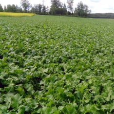Diana Deer-Capricorn 1 kg game field seed mixture
