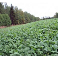 Diana Riista 3 kg game field seed mixture