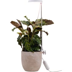 Airam Rose 10W 290lm USB lamp