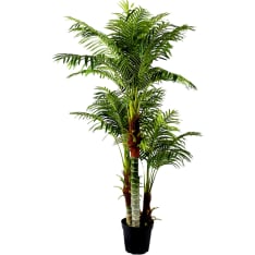 Luck Areca Palm 180cm teapot