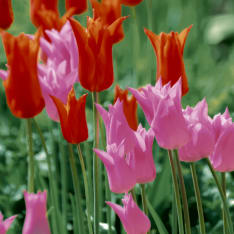 Duni Paper + Design Garden Tulips 33x33cm 3-layer 20pc napkin