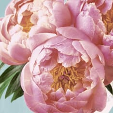 Duni 33Cm pink peony 20pc napkin
