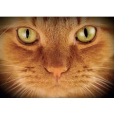 Plenty Ginger Cat's eyes alusta