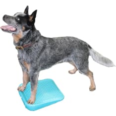 FitPAWS koiran tasapainoramppi