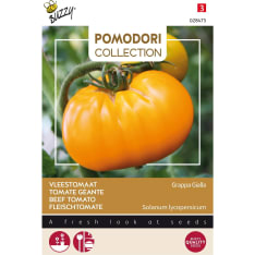 Buzzy® Pomodori, Beef Tomato Brandywine Yellow