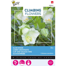 Buzzy® Climbing Flowers Cobaea, kelloköynnös valkoinen