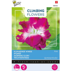 Buzzy® Climbing Flowers Ipomoea, a pink multi-flowered daylily