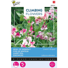 Buzzy® Climbing Flowers Lathyrus Unwin's Striped, tuoksuherne