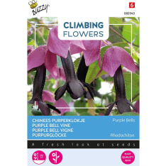 Buzzy® Climbing Flowers Rhodochiton Purple Bells, keijunmekko