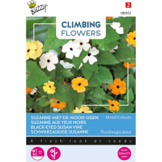 Buzzy® Climbing Flowers Thunbergia, black-eyed susanna mix