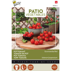 Buzzy® Patio Veggies ruukkutomaatti Gourmandise Red siemen